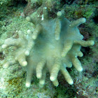 Devil's Finger Coral