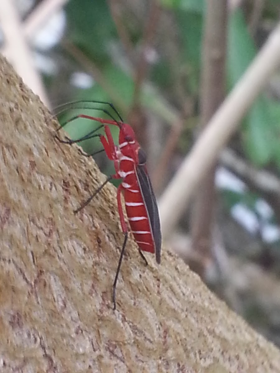 Cotton Stainer