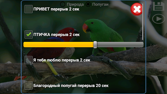 Программа Научить Попугая Говорить