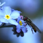 Unknown hoverfly
