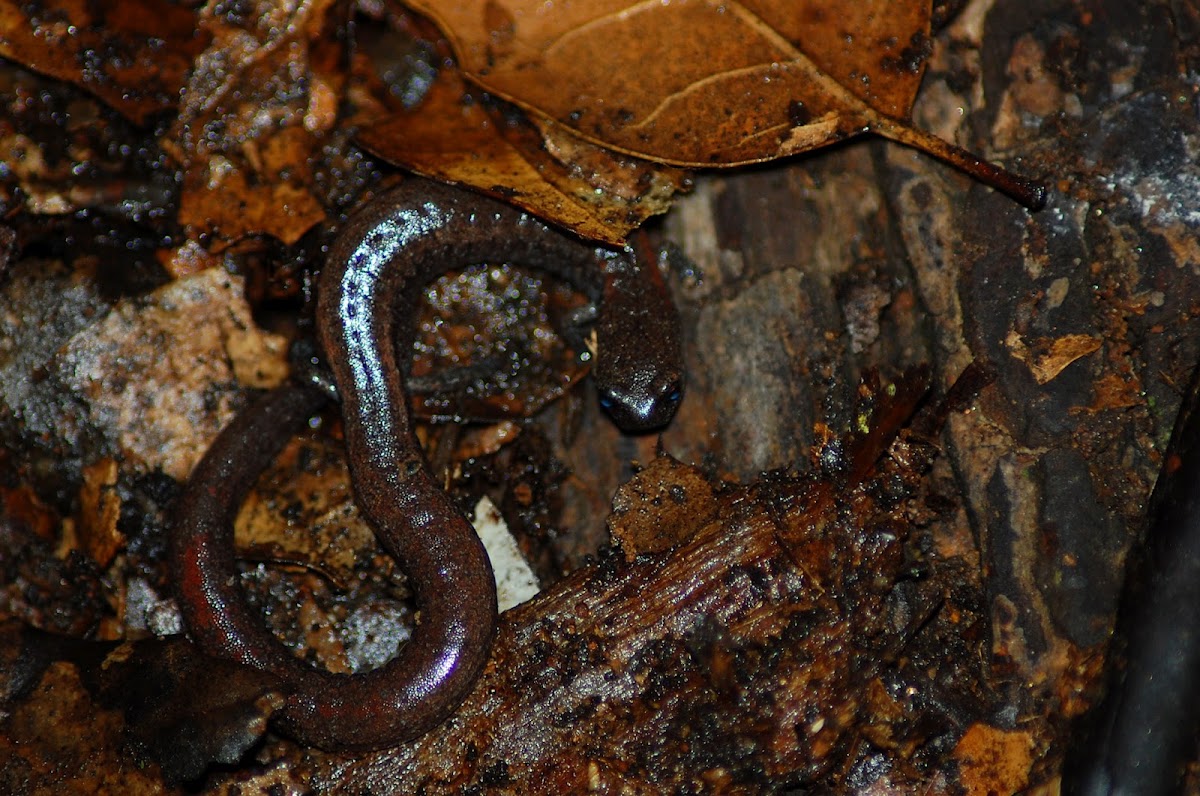 Garden slender salamander
