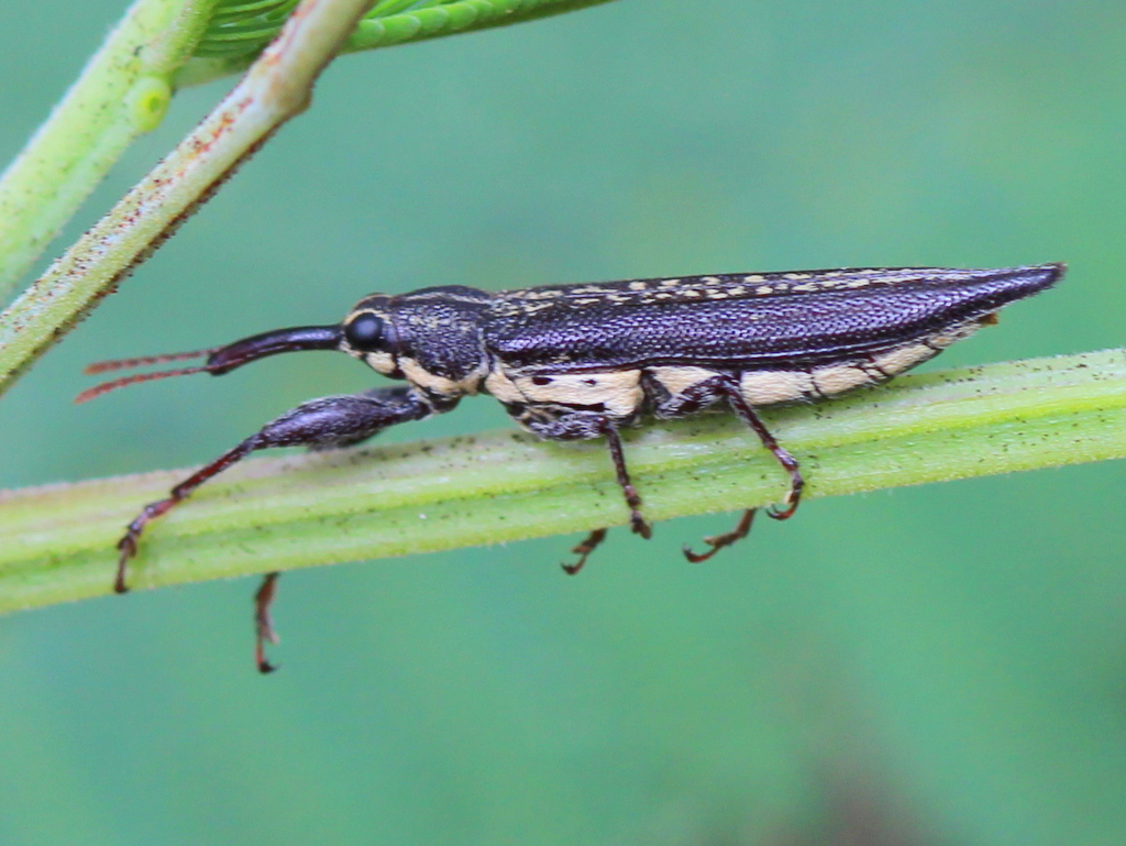 Long-nosed weevil (Belidae)