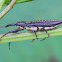 Long-nosed weevil (Belidae)