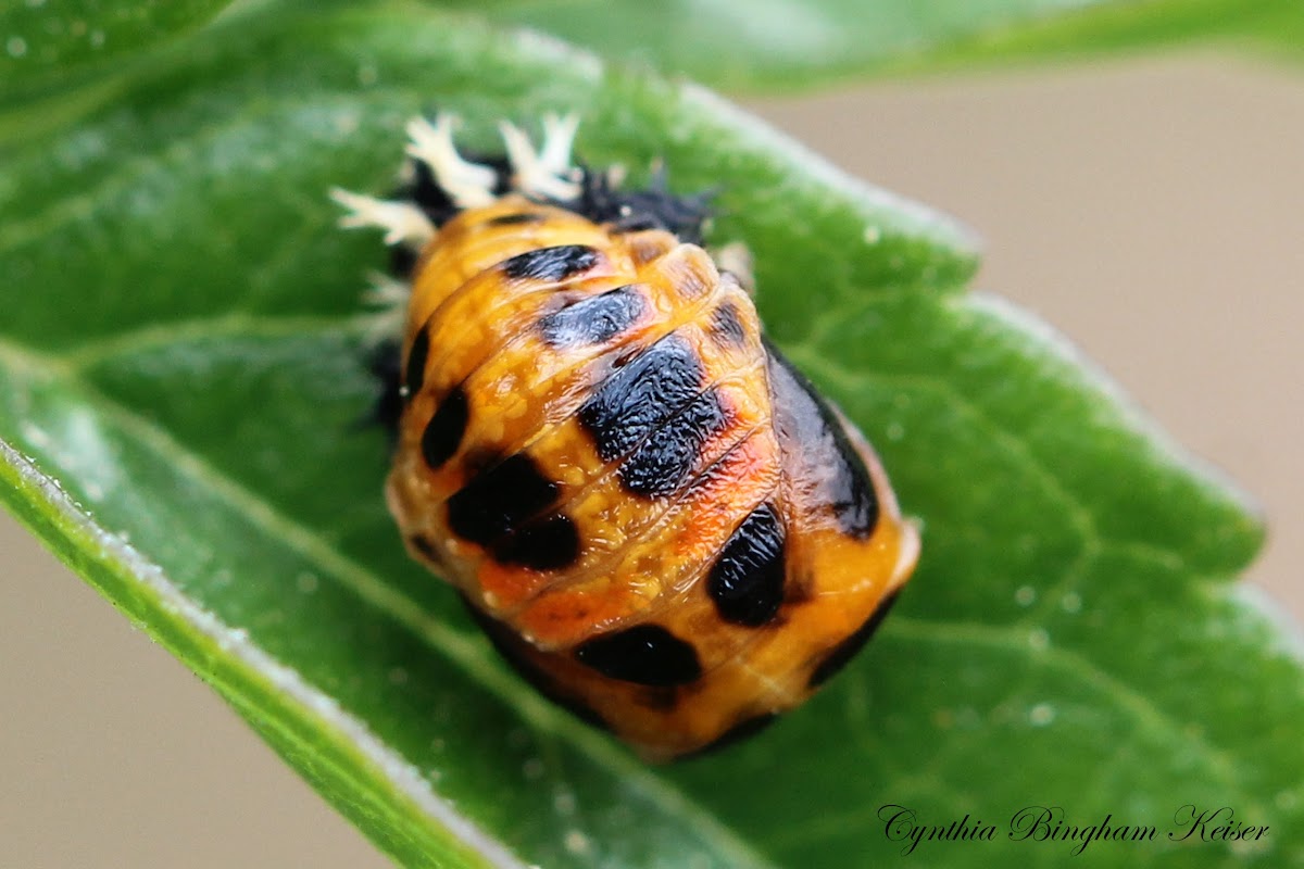 Harlequin Ladybug Pupa