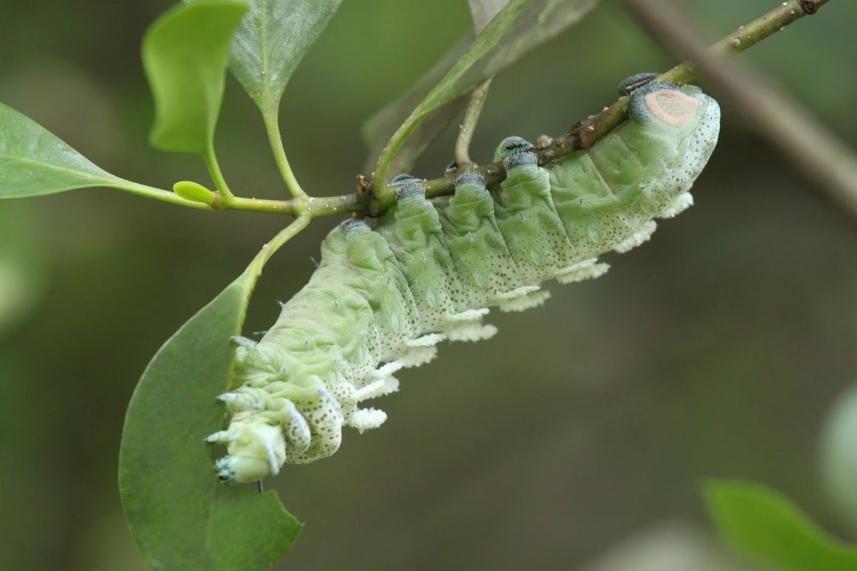Atlas Moth caterpillar