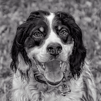 by Andrew Lawlor - Black & White Animals