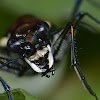 Blue-spotted or Golden-spotted Tiger Beetle