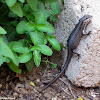 African striped skink