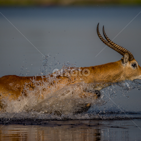 Ledcwe  by Lourens Lee Wildlife Photography - Animals Other