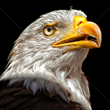 Eagle by John Phielix -  