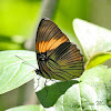 Brushfoot Butterfly