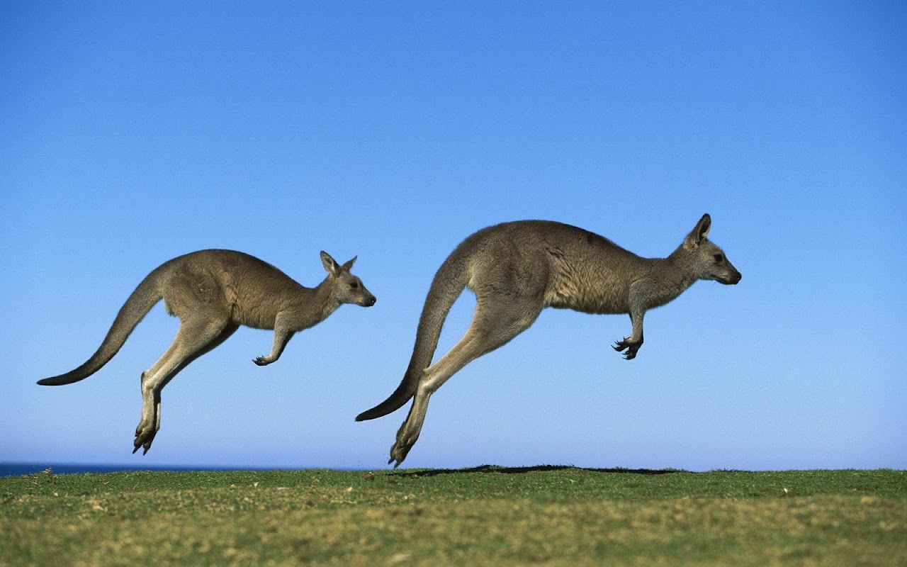 Men Download Kanguru Wallpaper Dengan Gambar Polly Aplikasi Versi