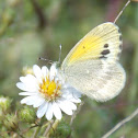 Dainty Sulphur