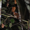 Rufous-necked Puffbird