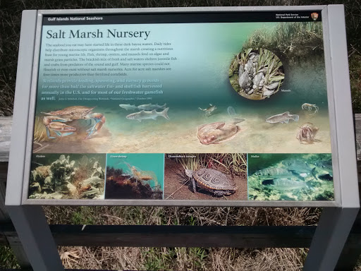 Gulf Islands Salt Marsh Nursery
