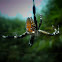 orb waeving spider