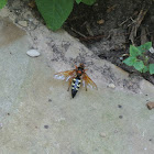 Eastern Cicada Killer Wasp