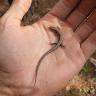 Ground Skink