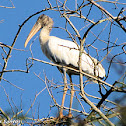 Wood Stork
