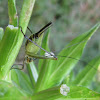 Black-horned Tree Cricket, female