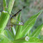 Black-horned Tree Cricket, female