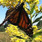 Monarch butterfly