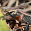 Northern Red-throated Skink