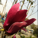 Magnolia 木蘭花