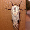 Carpenter Moth