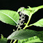 common pokeweed