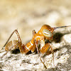 Ant-mimicking Bark Mantis Nymph