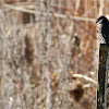 Black Phoebe