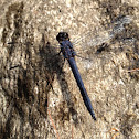 Slaty Skimmer