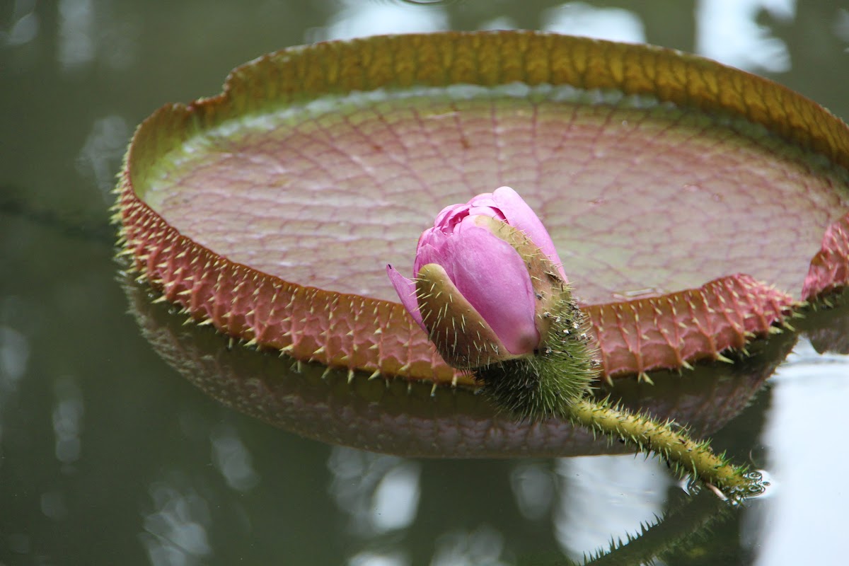 Giant Waterlily