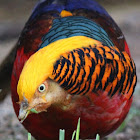 Golden Pheasant