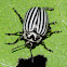 Eleven-lined Potato Beetle