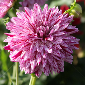 striped dahlia by Sharon Scholtes - Flowers Single Flower