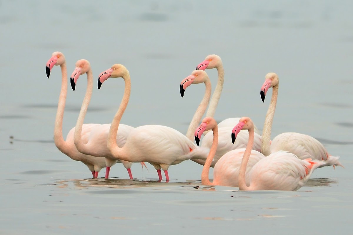 Greater Flamingo