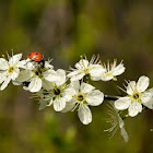 Seven-spotted Lady Beetle on a Bird Cherry