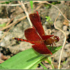 Straight-edged Red Parasol Dragonfly (Male)