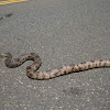 Southern Pine Snake