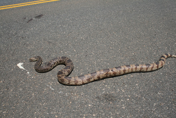 Southern Pine Snake | Project Noah