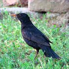 One-legged common blackbird