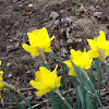 Daffodils