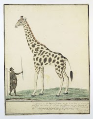 Giraffa Camelopardalis (Giraffe)