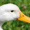 Pekin Duck