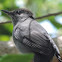 Gray Catbird