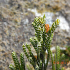 Loricaria ferruginea