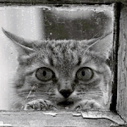Gatto Pioggia Sfondi Animati