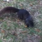 Grey squirrel